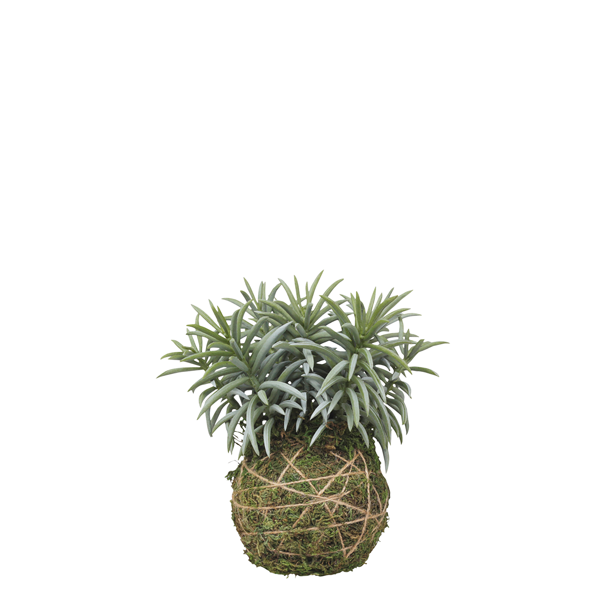 Fleur Plant w. moss ball H18 cm green