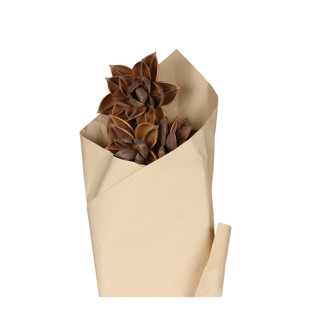 Fleur Dried Dahlia Flowers L55 cm mocca in brown paper