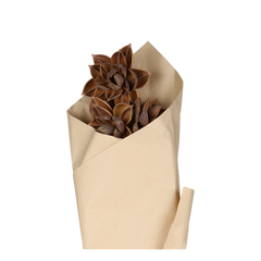 Fleur Dried Dahlia Flowers L55 cm mocca in brown paper