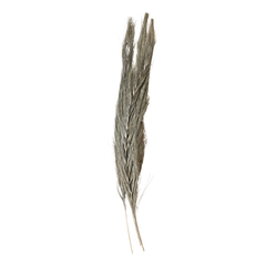 Fleur dried Grass H100 cm nature