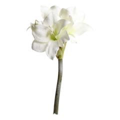 Fleur Amaryllis w. snow & glitter L64 cm cream