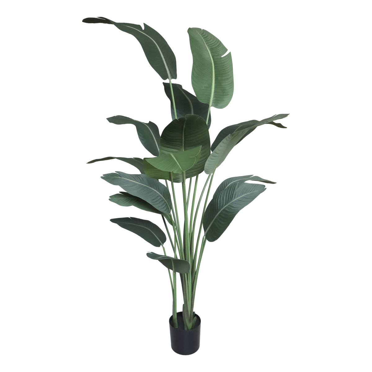 Fleur Strelitzia Plant H200/D19 cm green