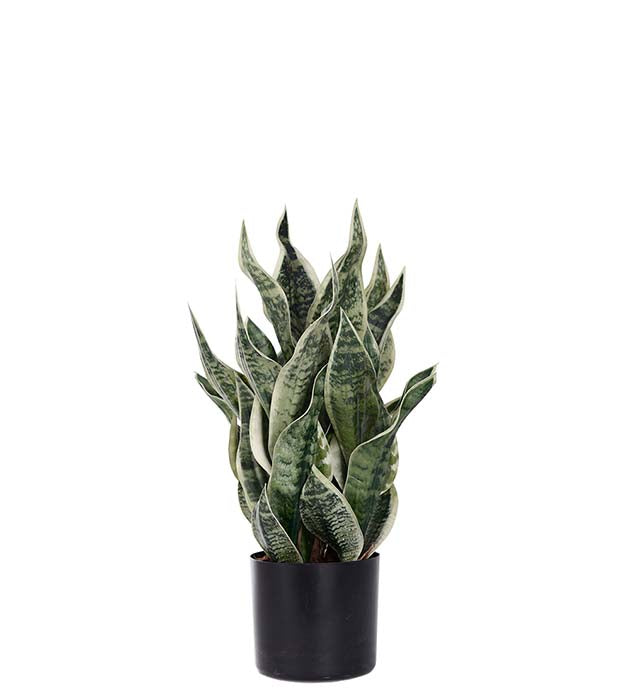 Svigermors skarpe tunge (Sansevieria) i potte H60 cm