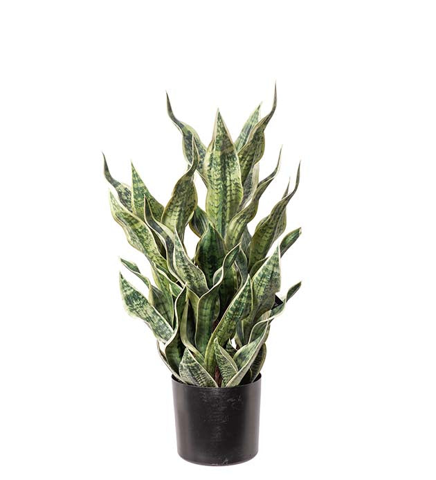 Svigermors skarpe tunge (Sansevieria) i potte H80 cm