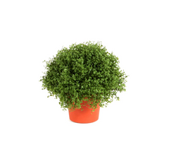 Plante i potte 20 cm